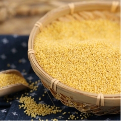 小黄米新米800g 五谷杂粮月子宝宝黄小米粥