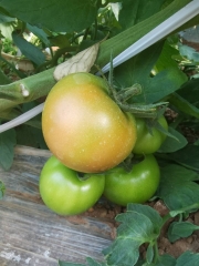 陵玉蔬菜