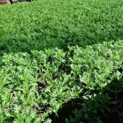 产地直发新鲜茼蒿(产品售罄）